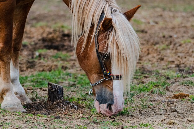 Nahaufnahme eines grasenden Pferdes auf dem Feld an einer Farm