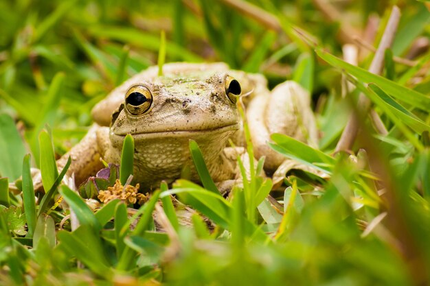 Nahaufnahme eines grauen Frosches, umgeben von Gras