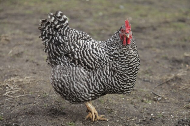 Nahaufnahme eines großen Plymouth-Rock-Huhns auf einer Farm