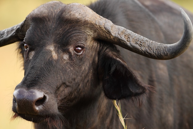 Nahaufnahme eines großen schwarzen Büffels, der im afrikanischen Dschungel gefangen genommen wird