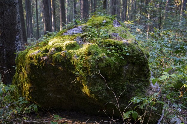 Nahaufnahme eines großen Steins im Wald, der durch Moos bedeckt wird