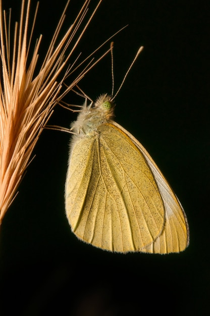 Kostenloses Foto nahaufnahme eines großen südlichen weißen schmetterlings