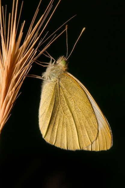 Nahaufnahme eines großen südlichen weißen Schmetterlings