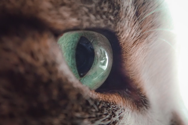 Nahaufnahme eines grünen Auges einer schwarz-weißen Katze