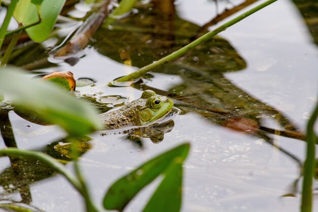 Nahaufnahme eines grünen Frosches, der im Wasser nahe Pflanzen schwimmt