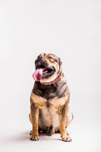 Nahaufnahme eines Hundes, der auf weißem Hintergrund sitzt