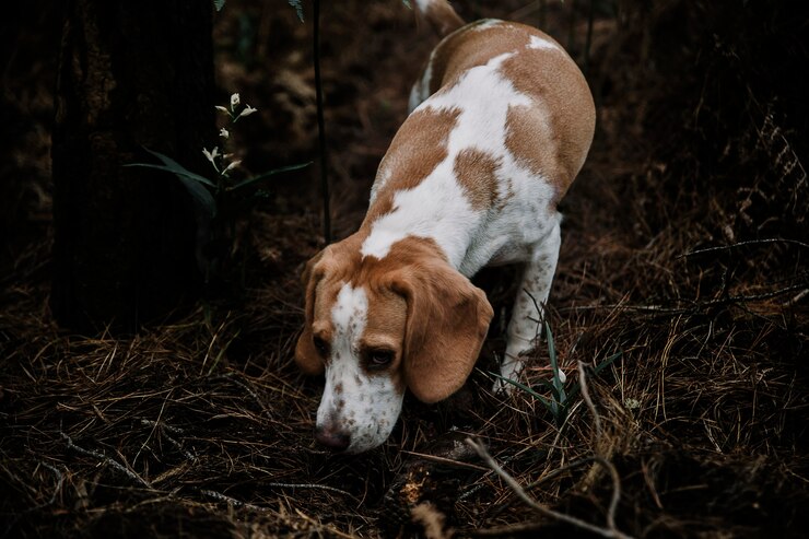 Kostenlose Foto nahaufnahme eines hundes, der im wald herumsucht