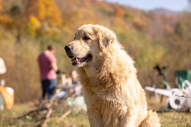 Nahaufnahme eines hundes