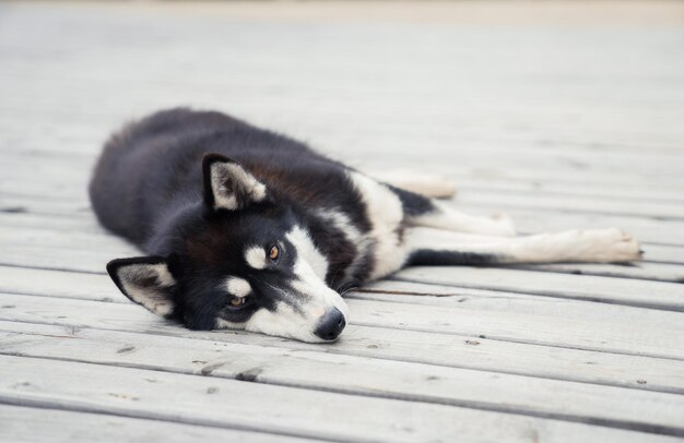 Kostenloses Foto nahaufnahme eines huskys, der auf dem boden liegt