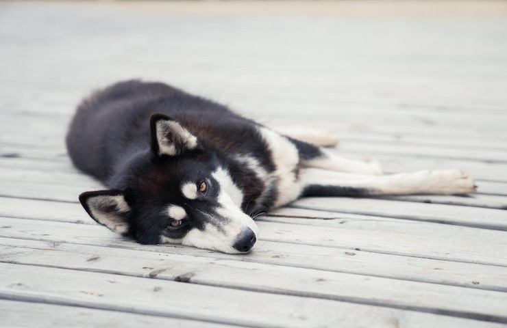 Kostenlose Foto nahaufnahme eines huskys, der auf dem boden liegt
