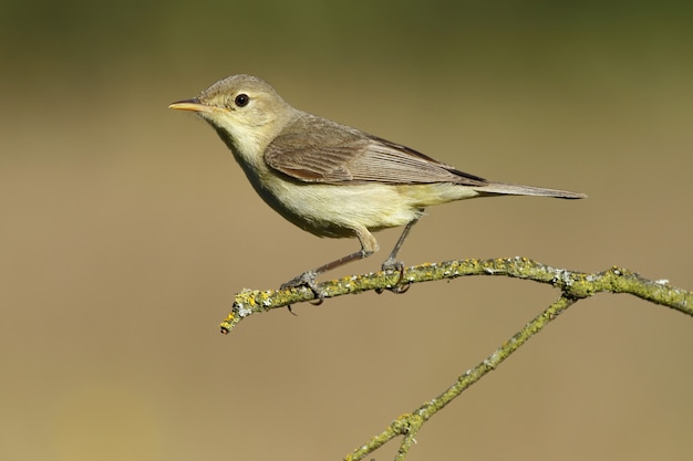 Nahaufnahme eines icterine Warblers, der auf einem Ast unter dem Sonnenlicht mit einem verschwommenen Raum steht