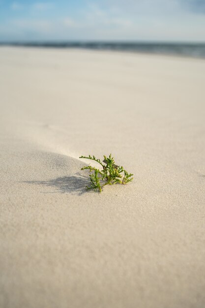 Nahaufnahme eines immergrünen Blattes auf dem Sand unter Sonnenlicht