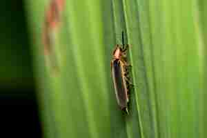 Kostenloses Foto nahaufnahme eines insekts auf einem blatt mit dem unscharfen hintergrund