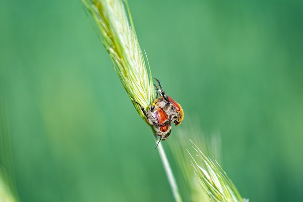 Nahaufnahme eines Käfers auf dem Weizengras im Wald