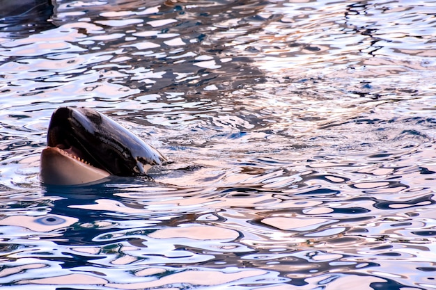 Nahaufnahme eines Killerwals, der in einem klaren Wasser schwimmt