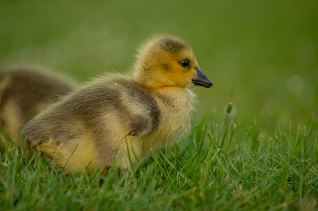 Nahaufnahme eines kleinen entzückenden flauschigen gelben Entleins auf der Wiese