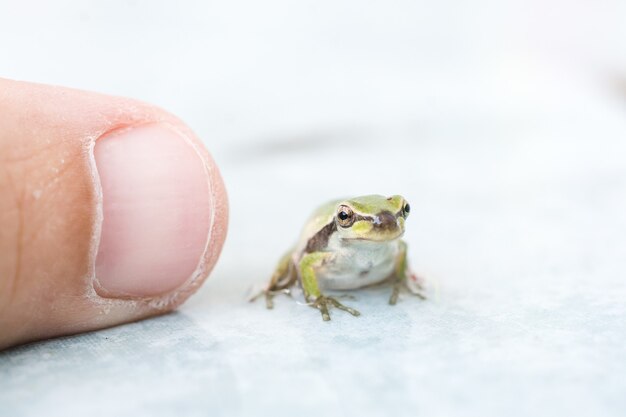 Nahaufnahme eines kleinen Frosches in der Nähe eines Fingers