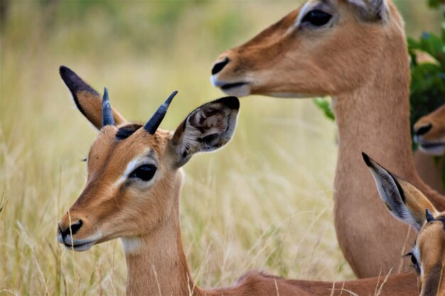 Nahaufnahme eines kleinen Hirschbabys nahe seiner Mutter in einem trockenen Grasfeld