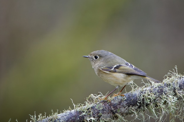 Nahaufnahme eines kleinen Vogels auf einem Ast