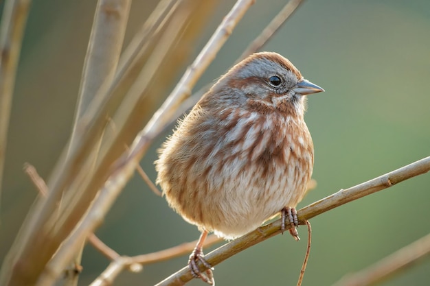 Nahaufnahme eines kleinen Vogels auf einem Ast