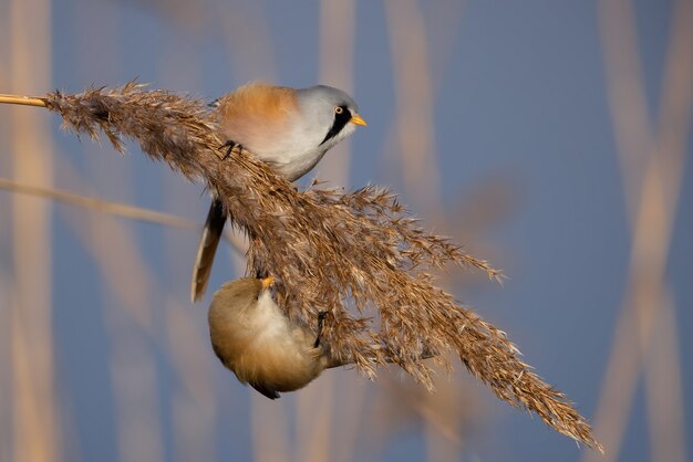 Nahaufnahme eines kleinen Vogels auf einem Bratzweig mit verschwommenem blauem Himmel