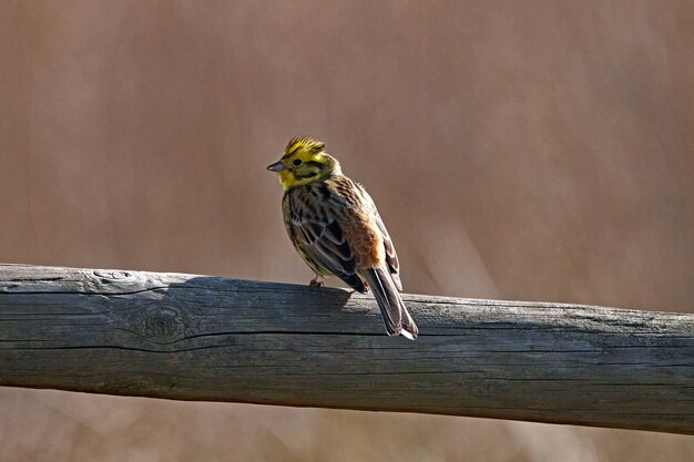 Nahaufnahme eines kleinen Vogels, der auf getrocknetem Holz thront