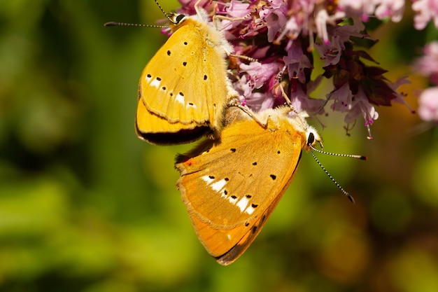 Nahaufnahme eines knappen kupfernen Lycaena virgaureae-Schmetterlings in Spanien