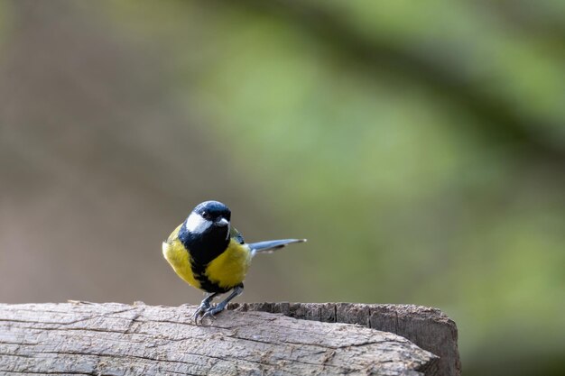 Nahaufnahme eines Kohlmeisevogels, der auf einem Baum mit einem verschwommenen Hintergrund thront