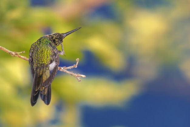 Nahaufnahme eines Kolibris, der auf einem Ast sitzt