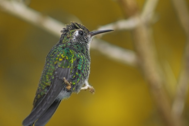 Nahaufnahme eines Kolibris, der auf einem Ast sitzt