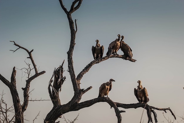 Nahaufnahme eines Komitees oder eines Geierortes auf getrockneten Ästen in Hoedspruit, Südafrika