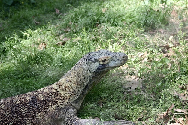 Nahaufnahme eines Komodo-Drachen, umgeben von Grün unter dem Sonnenlicht