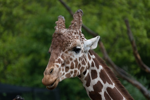 Nahaufnahme eines Kopfes einer Giraffe, die hinter Bäumen steht