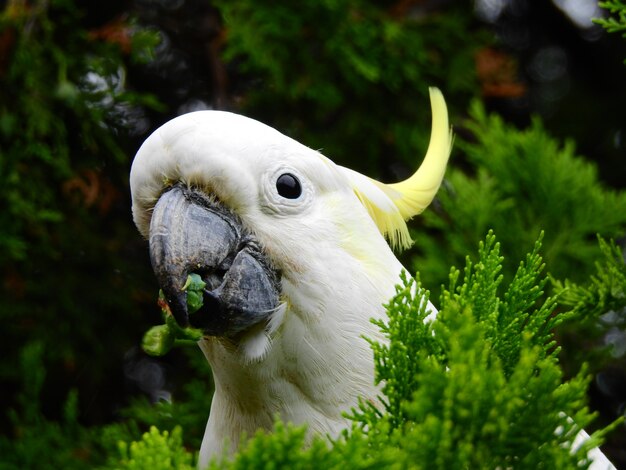 Nahaufnahme eines Kopfes eines schönen Kakadus mit Schwefelhaube mit einem niedlichen Blick unter einigen Pflanzen