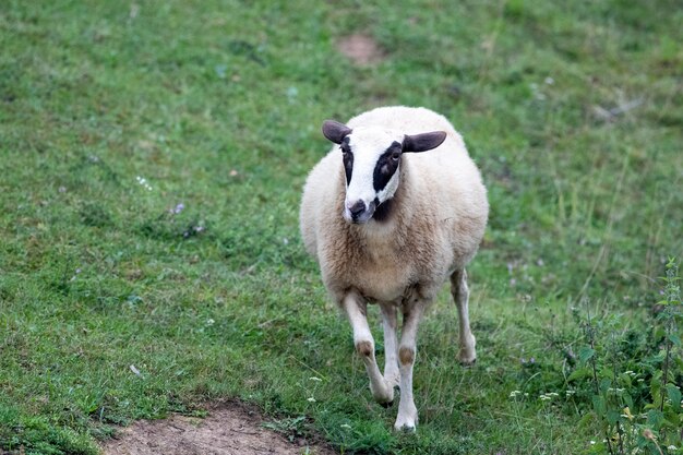 Nahaufnahme eines Lamms, das auf dem Feld läuft