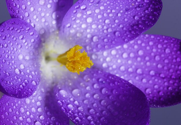 Nahaufnahme eines lila Krokus mit Wassertropfen darauf unter Sonnenlicht