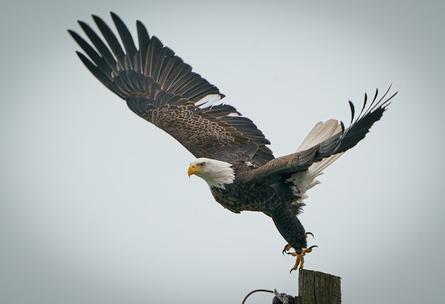 Nahaufnahme eines majestätischen Weißkopfseeadlers, der an einem kühlen Tag von einem Holzpfosten fliegen will