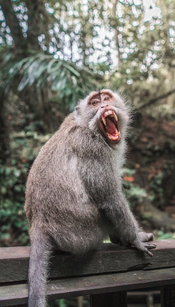 Nahaufnahme eines Makaken auf einem hölzernen Vorsprung mit geöffnetem Mund und verschwommenem natürlichem