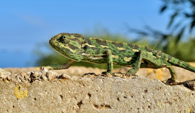 Nahaufnahme eines mediterranen Chamäleons, das sein Gleichgewicht hält, während es auf einer dünnen Ziegelwand auf Zehenspitzen schleicht