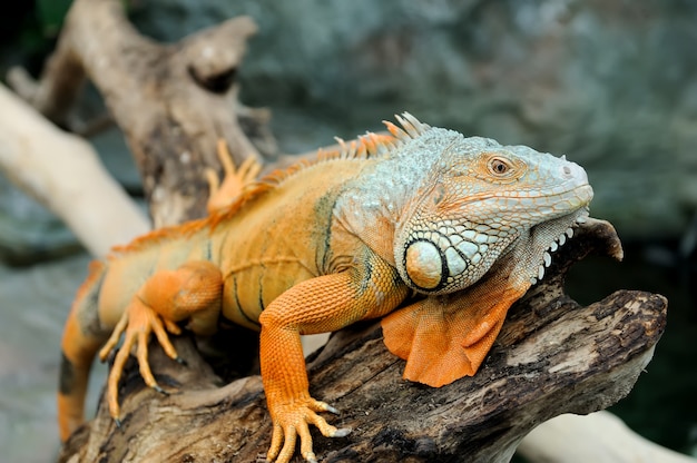 Nahaufnahme eines mehrfarbigen männlichen grünen Leguans