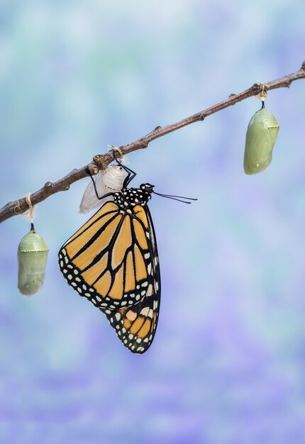 Nahaufnahme eines Monarchfalters auf einem rosafarbenen Salvia mit blau getöntem Himmel