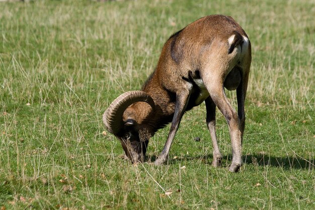 Nahaufnahme eines Mufflons, der auf einer Wiese weidet