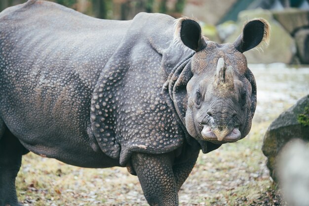 Nahaufnahme eines Nashorns, das die Kamera betrachtet, die seine Rüstungshaut zeigt