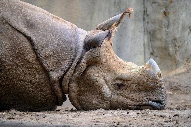 Nahaufnahme eines Nashorns, das sich bei Tageslicht im Freien hinlegt