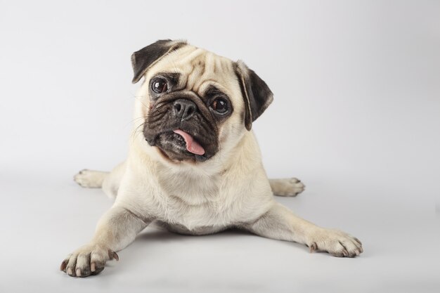 Nahaufnahme eines neugierigen Mops an einer grauen Wand