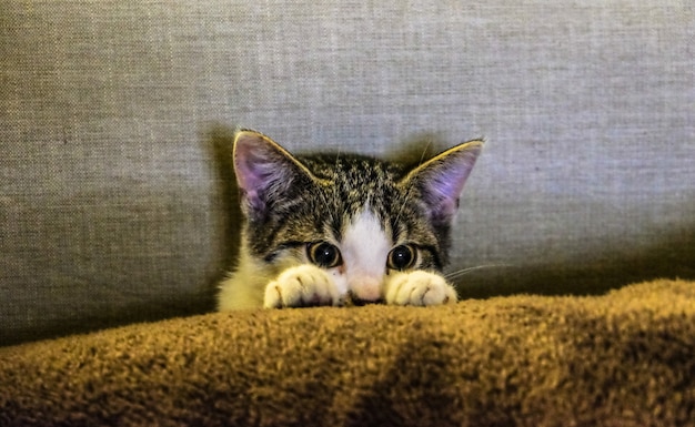 Nahaufnahme eines niedlichen Kätzchens hinter einer Decke