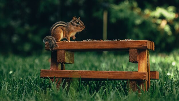 Nahaufnahme eines niedlichen kleinen Eichhörnchens, das Nüsse auf einer hölzernen Oberfläche in einem Feld isst