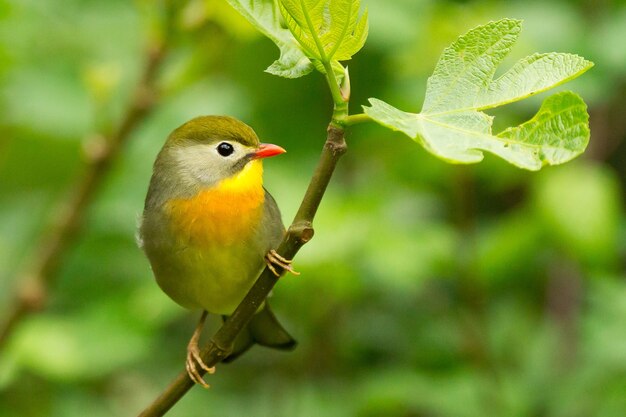 Nahaufnahme eines niedlichen winzigen Leiothrix mit roter Rechnung, der auf einem Ast in einem Feld unter dem Sonnenlicht thront