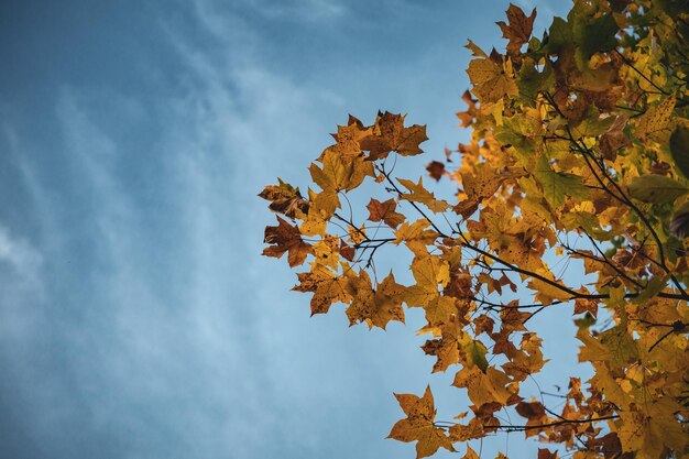 Nahaufnahme eines niedrigen Winkels von gelben Herbstblättern auf einem Baum unter blauem Himmel