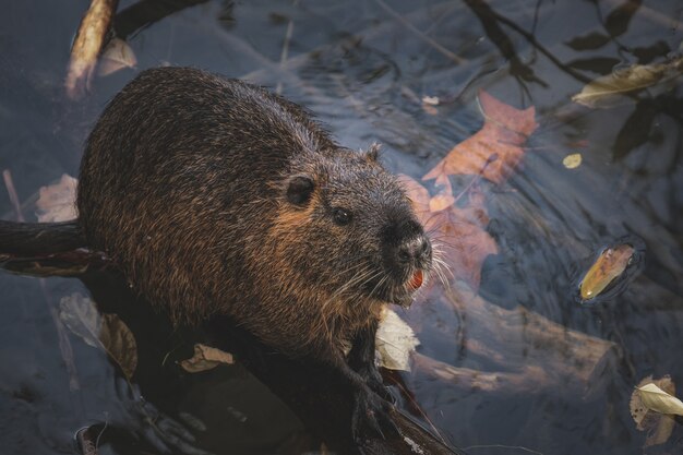 Nahaufnahme eines Nutrias auf einem Stück Holz auf einem Teich bei Tageslicht im Herbst